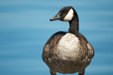 Front Facing Duck