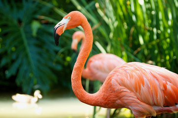 Pink Flamingo
