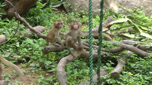 monkey in zoo,macaque