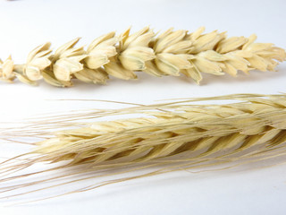 Close up and macro view of wheat ears isolated on white background. Wheat is a worldwide staple food. Wheat is an important source of carbohydrates. Agriculture and nature concept. With copy space.