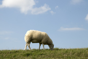 Fototapeta premium Sheep graze on a dutch dike
