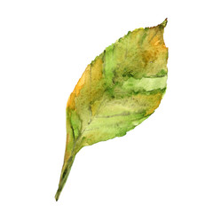 листок дерева акварелью зеленый - 223656603