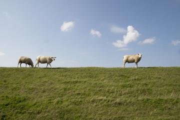 Obraz premium Sheep graze on a dutch dike