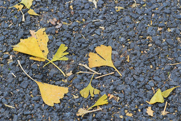 Ginkgo biloba leaf litter at fall season
