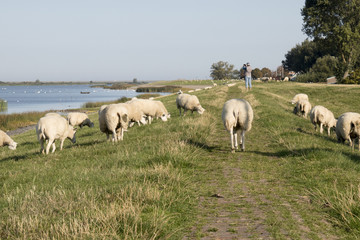 Sheep graze on a dutch dike