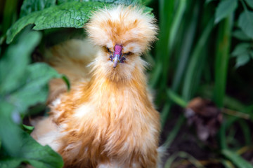 Silkie Chicken