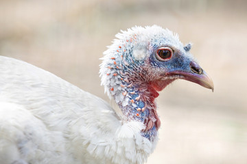 Turkey close-up head