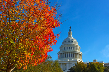 Autumn on Capitol Hill in Washington DC, USA. Maple tree in fall near US Capitol.