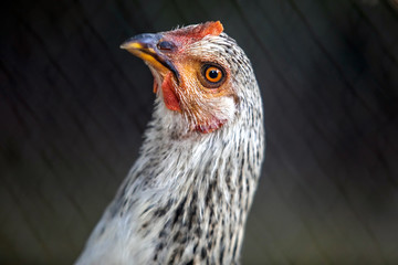 Hen close-up headshot