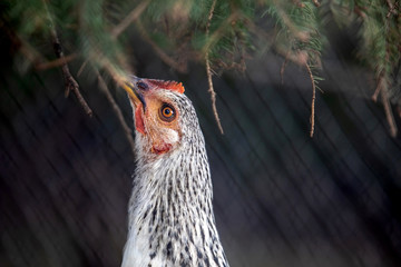 Hen close-up headshot