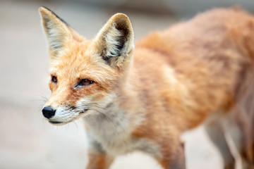 Naklejka na ściany i meble Red fox close-up