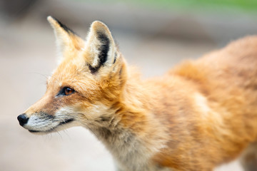Red fox close-up