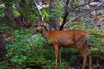 Mule deer female doe in the Rocky Mountain National Park, Colorado, USA