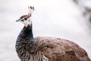 Female peacock  © illuminating images