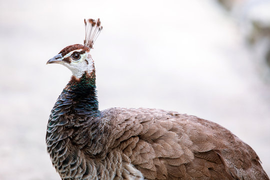 Female peacock 