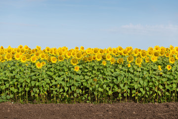 Fototapeta na wymiar Sunflowers, Land, and Blue Sky
