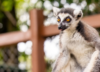 Cute furry lemur 