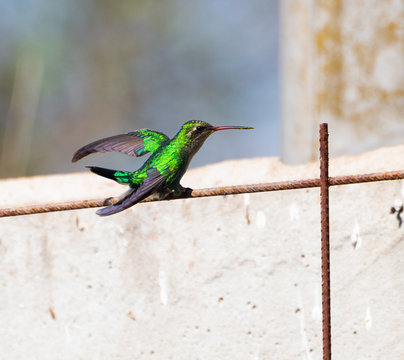 COLIBRI, PICAFLOR