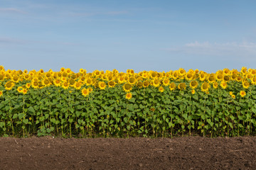 Fototapeta na wymiar Sunflowers, Land, and Blue Sky