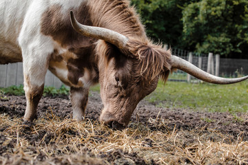 Cattle with horns grazing on farm