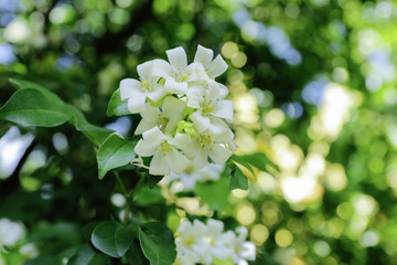 Murraya paniculata, White flower of Orange Jessamine