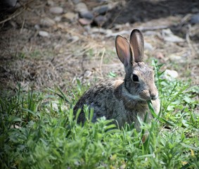 Naklejka na ściany i meble bunny rabbit eating blade of grass