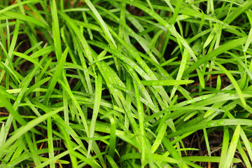 Fototapeta na wymiar rain drop on green grass in the morning