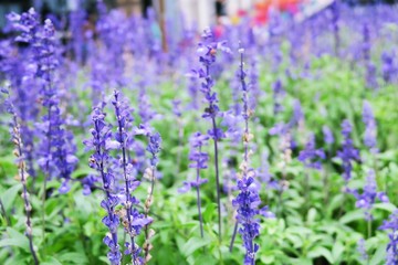 Purple flower filed closeup blur garden landscape background