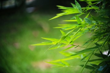 Green leaf closeup in garden blur background