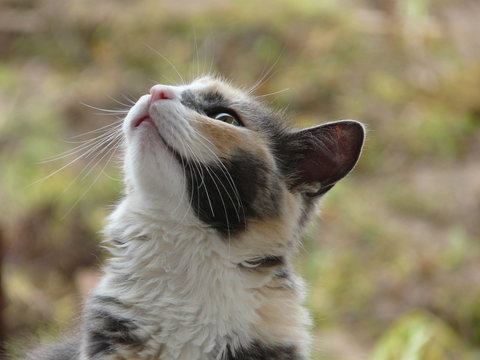 Gato