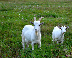 white goats on a green meadow, a pet, free grazing, organic farming