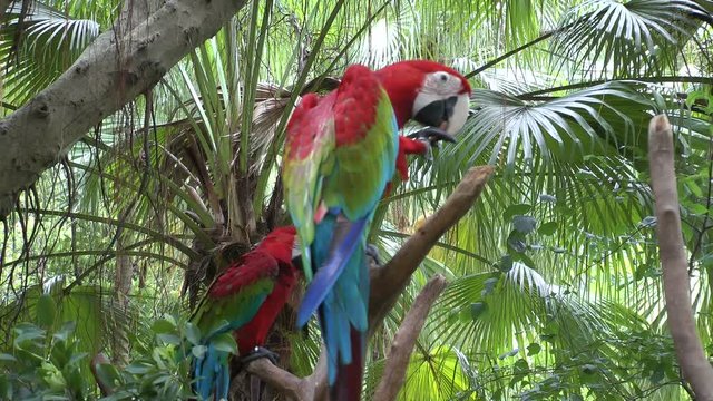macaw at zoo