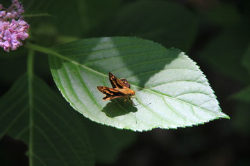 葉上のキマダラセセリ(高知県)