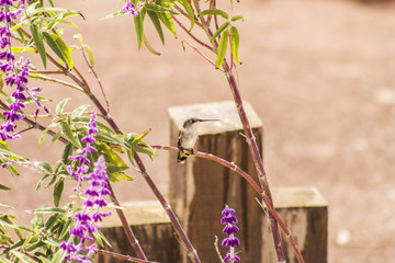 Colibrí parado sobre flores © jaime
