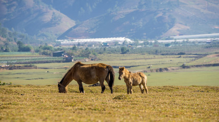 Fototapeta na wymiar group of wild horses in Golden valley- Suoi vang valley -a famous eco-tourism area near by Da Lat city- Lam Dong - viet nam