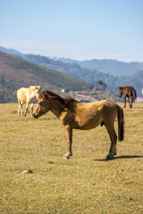 Fototapeta na wymiar group of wild horses in Golden valley- Suoi vang valley -a famous eco-tourism area near by Da Lat city- Lam Dong - viet nam