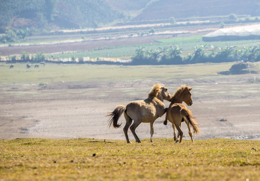 The wild horses playing and relax on yellow grass , in Suoi Vang valley ( golden valley) a farmous tousim in Dalat ciity