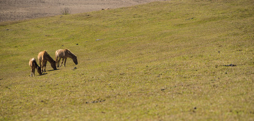 group of wild horses in Golden valley- Suoi vang valley -a famous eco-tourism area near by Da  Lat city- Lam Dong - viet nam