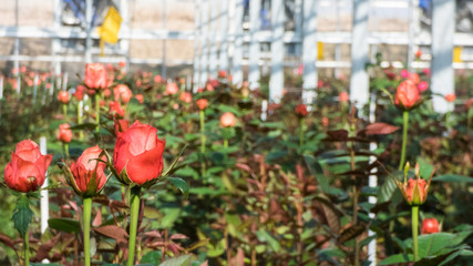 Obraz premium close-up of a rose on a blurred floral background in a greenhouse