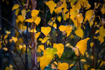 autumn leaves on tree