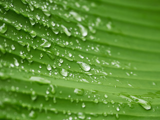 green leaf pattern