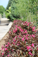 flowers in the garden
