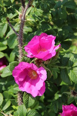 pink rose in the garden