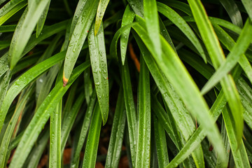 green grass with water drops on it. it was raining in the park