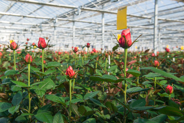 close-up of a rose on a blurred floral background in a greenhouse