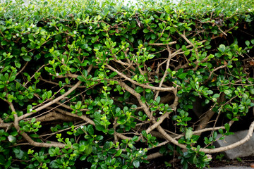 Tree trunks and small green leaves in the morning garden