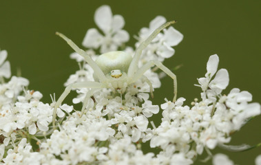 A pretty hunting Crab Spider (Misumena vatia) camouflaged on a white flower.
