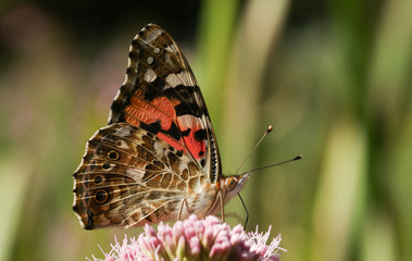 A beautiful Painted Lady Butterfly (Vanessa cardui) nectaring on a flower.
