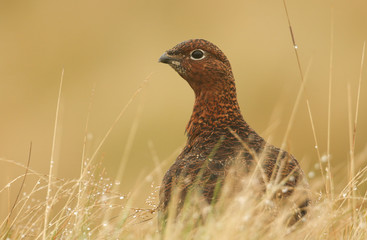 A stunning Red Grouse (Lagopus lagopus) hiding in the long grass covered in raindrops.