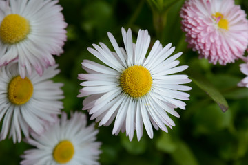 Gänseblümchen © bernd_fuelle